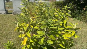 What Would Bubbe Say? An Update on the state of our Jewish cemeteries